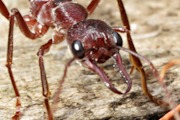 Bull Ant (Myrmecia forficata) (Myrmecia forficata)